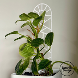Sunrise Trellis